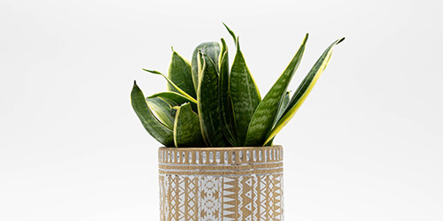 pianta di sanseveria in vaso decorativo