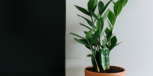 pianta di zamia in vaso su sfondo bianco e nero. una delle migliori piante da interni per neofiti