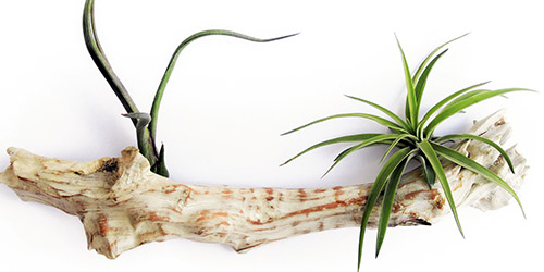 piante di tillandsia su tronco