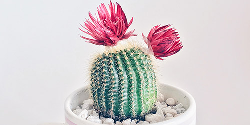 Cactus con fiori rossi in piccolo vasetto
