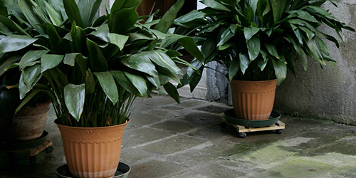 due vasi di pianta di piombo in esterno
