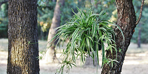 vaso con Chlorophytum appeso in mezzo a due tronchi. una delle migliori piante da regalare che resiste con poca luce