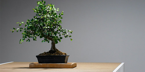 pianta di bonsai in vaso su un tavolo