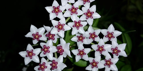 fiorellini bianchi di hoya. 